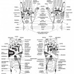 Reflexology Chart